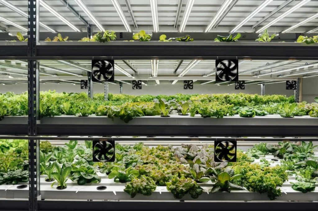 Хидропоника